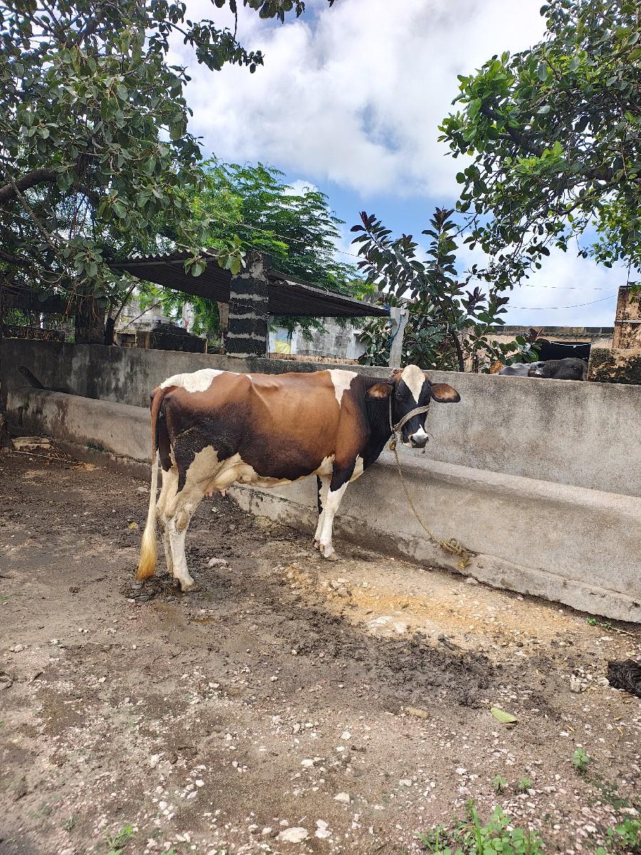 થંબનેલ 3