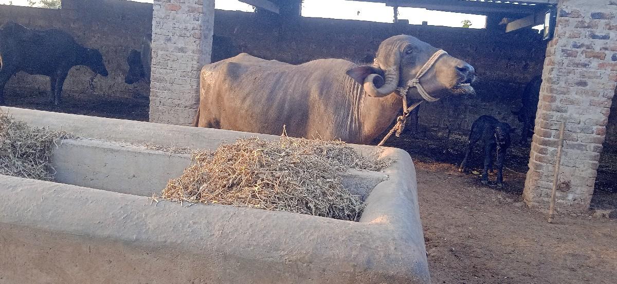 थंबनेल 3