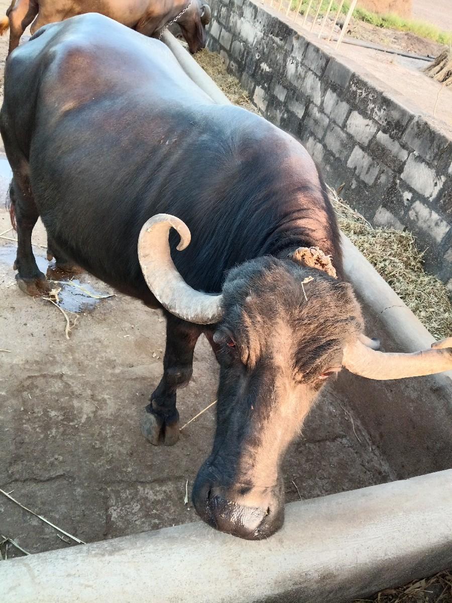 થંબનેલ 3