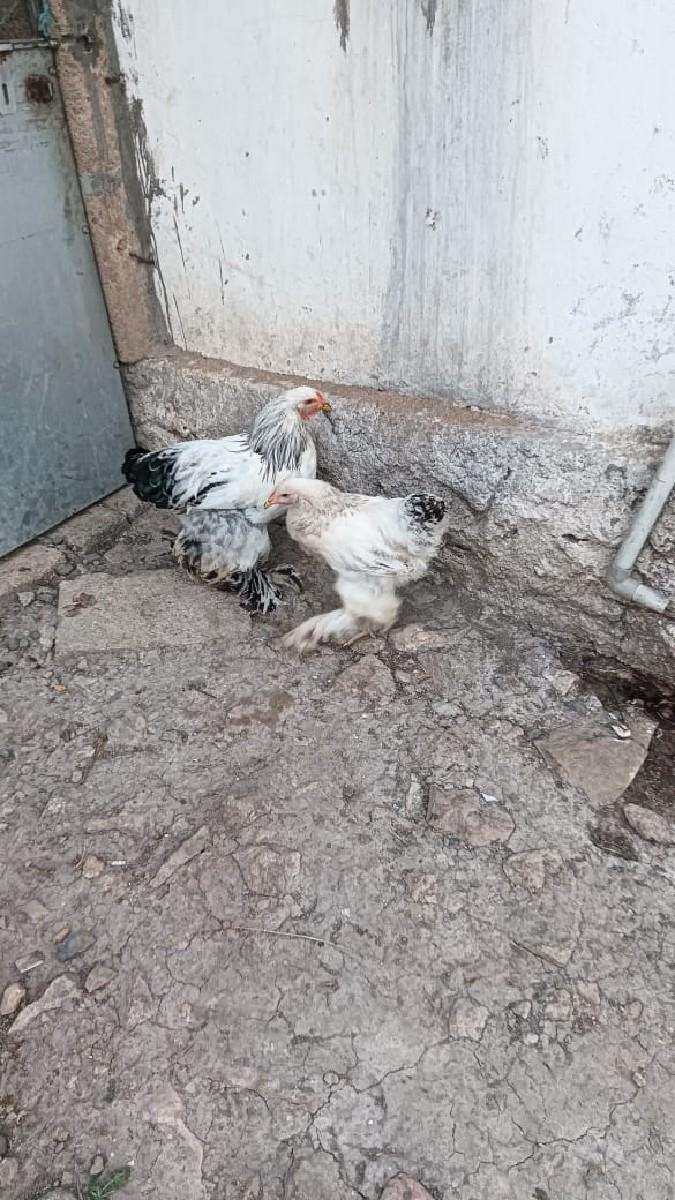 કોલમ બિયાં જોતો