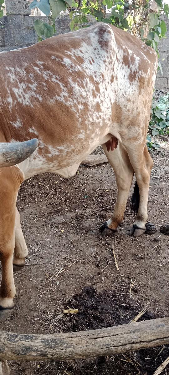 થંબનેલ 2