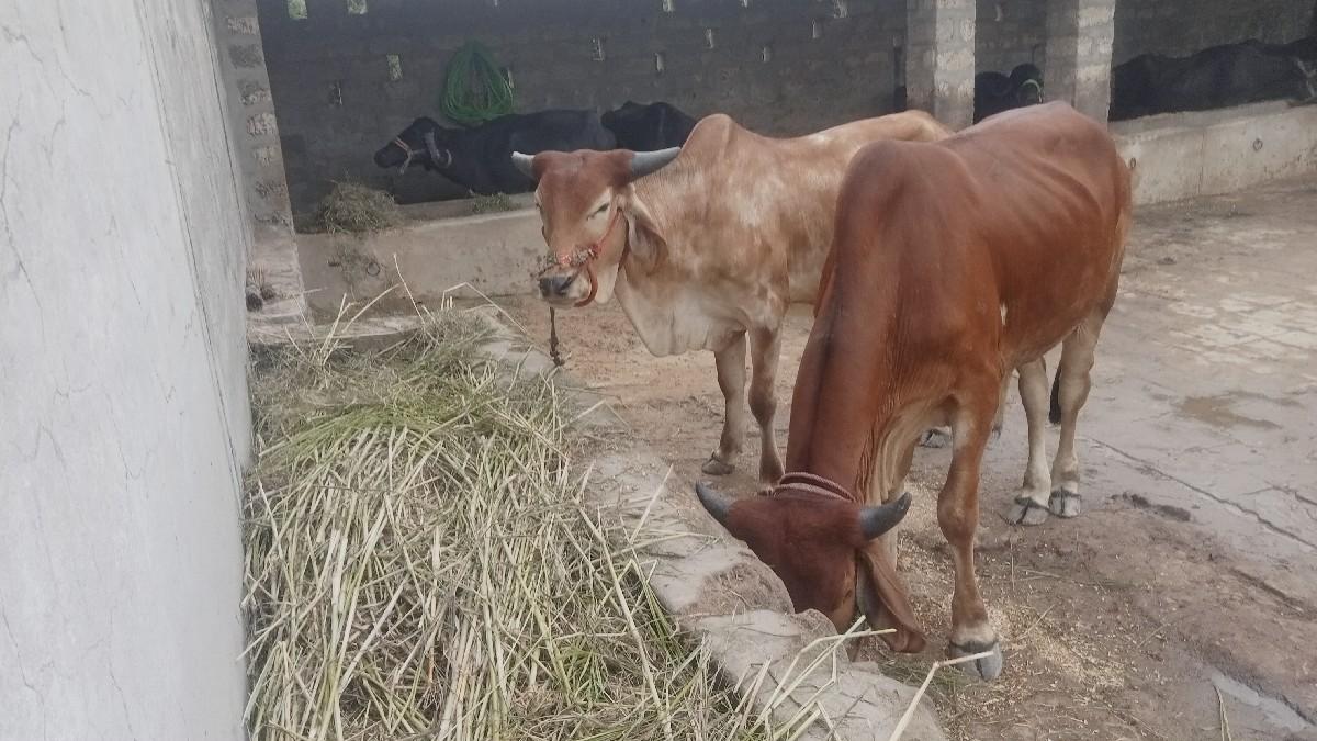 ગામ બરેજ