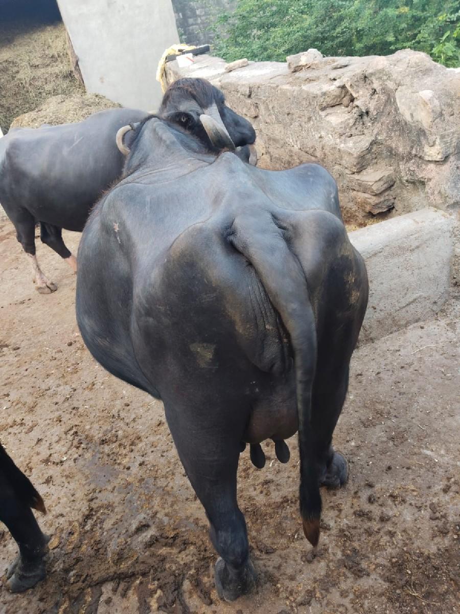 થંબનેલ 2