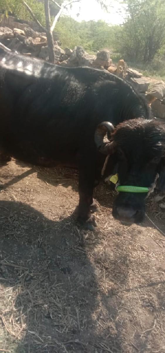 થંબનેલ 2