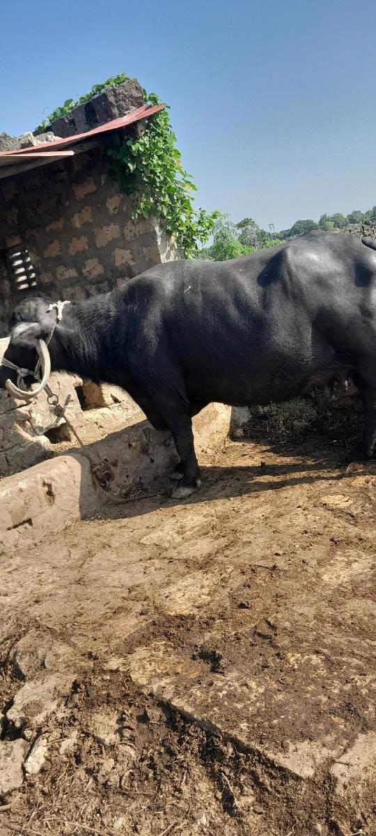 થંબનેલ 2