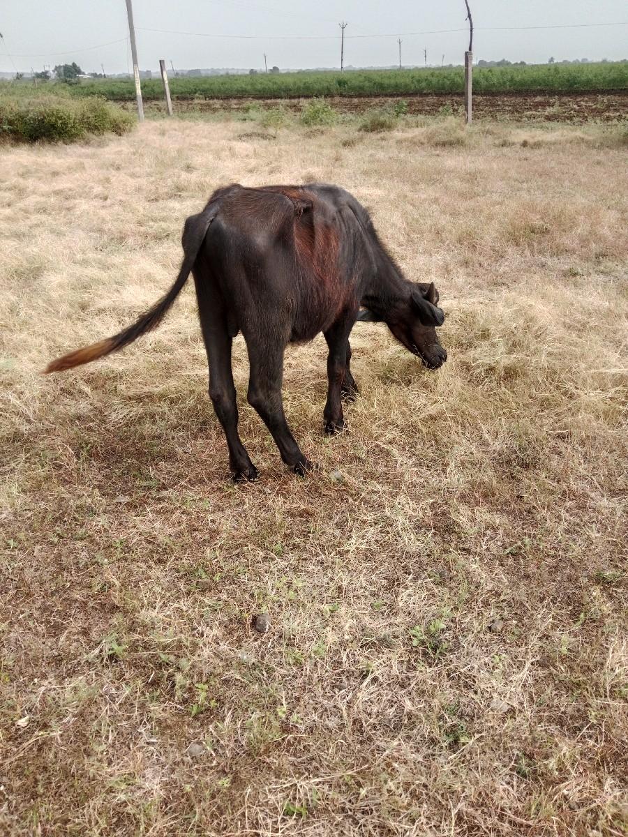 થંબનેલ 2