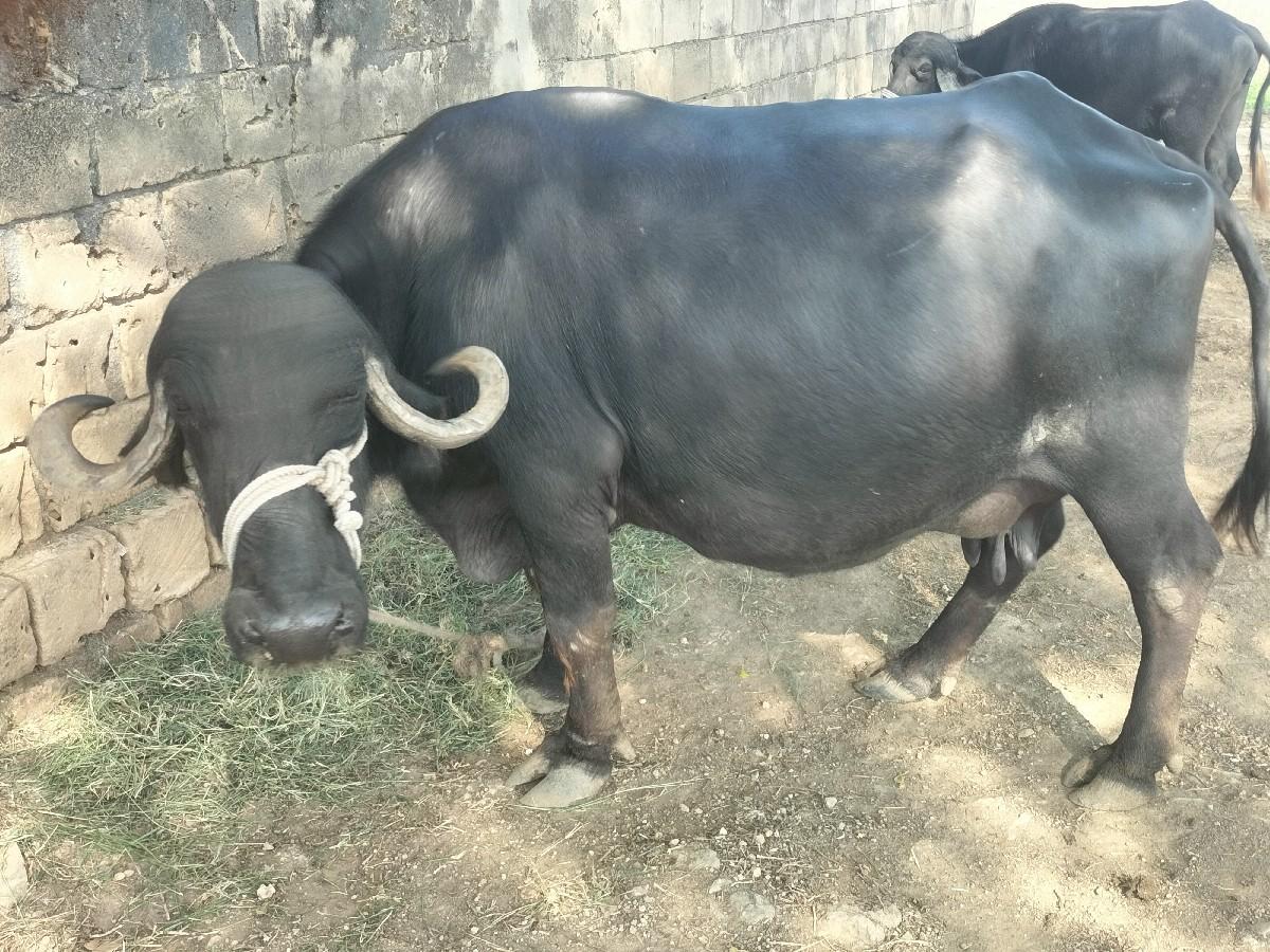 થંબનેલ 3