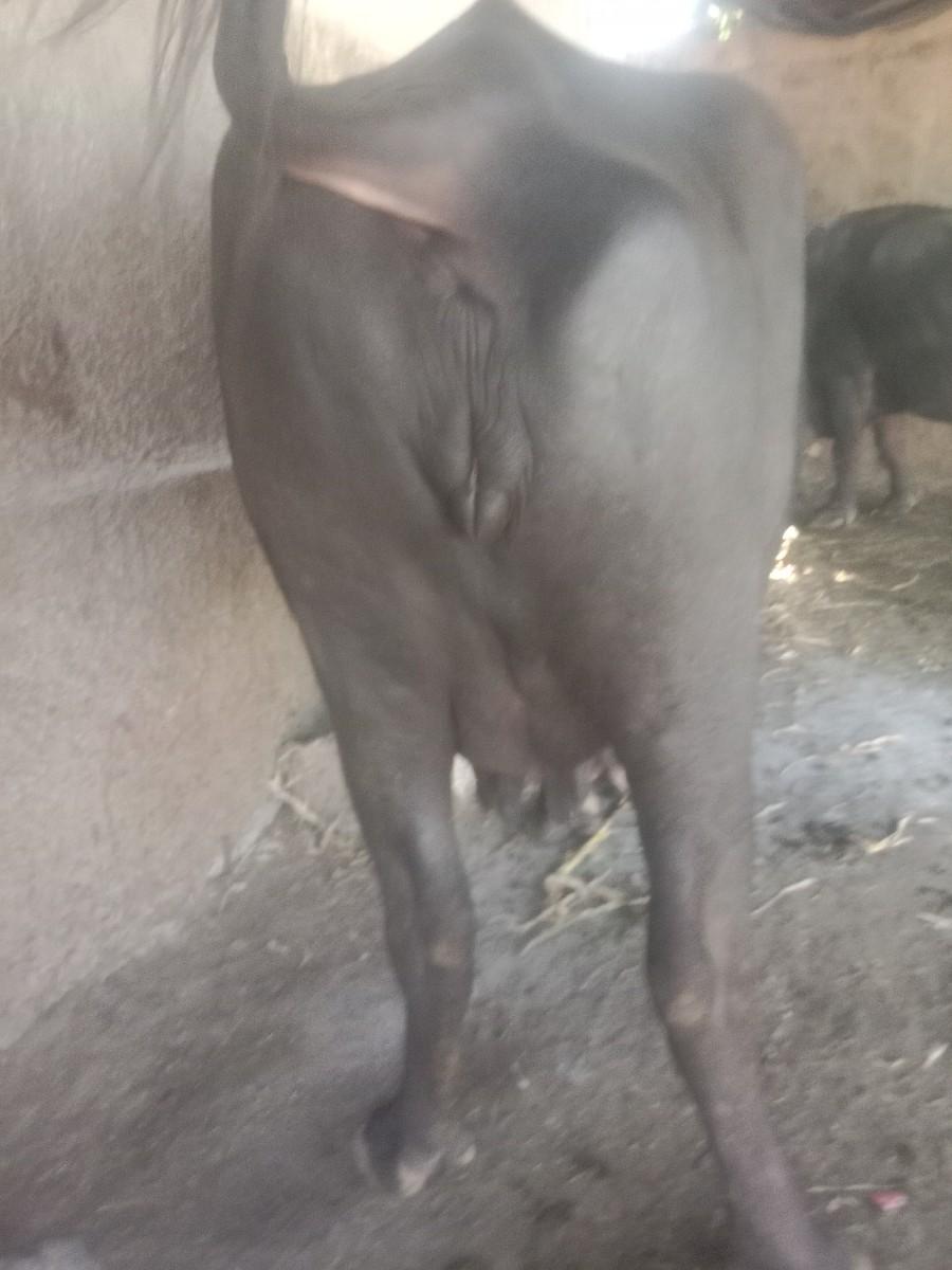 થંબનેલ 3