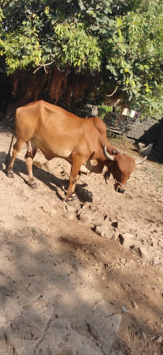 થંબનેલ 3