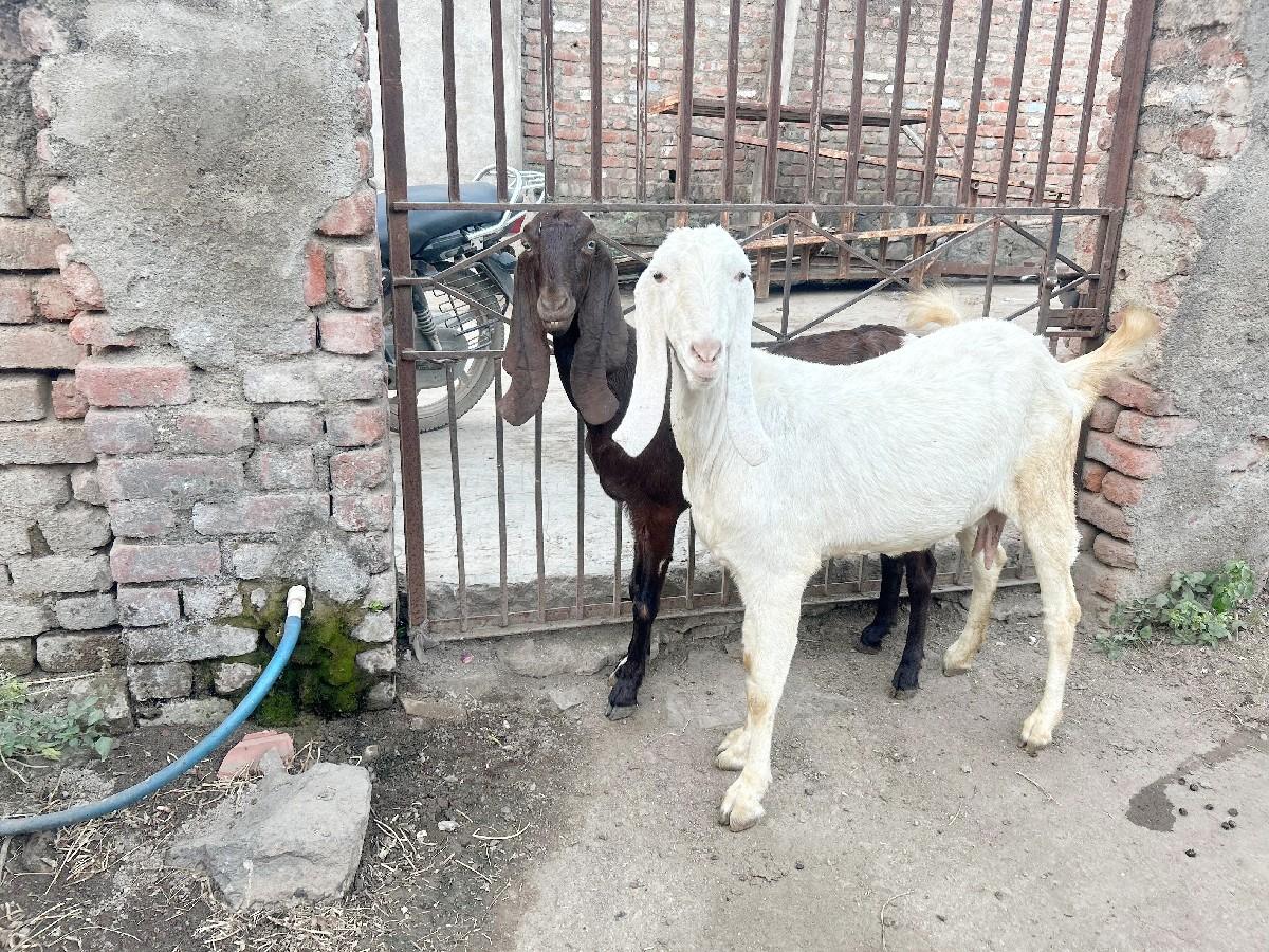 થંબનેલ 2