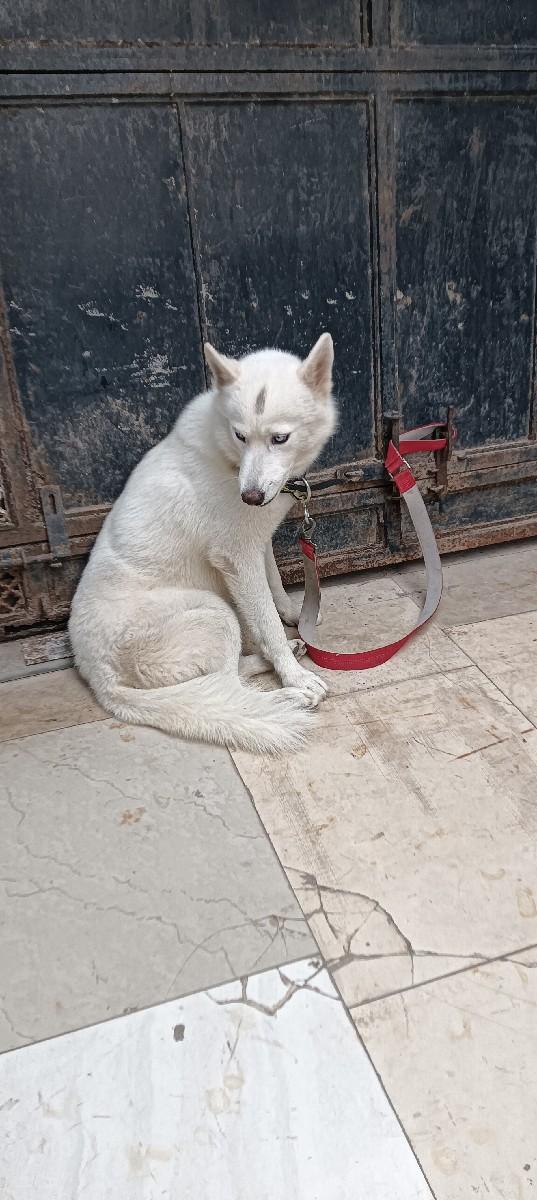 meeting mate female joy chhe