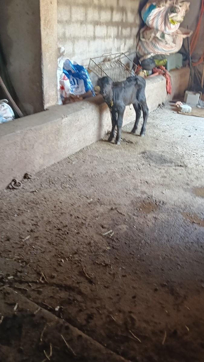 થંબનેલ 3