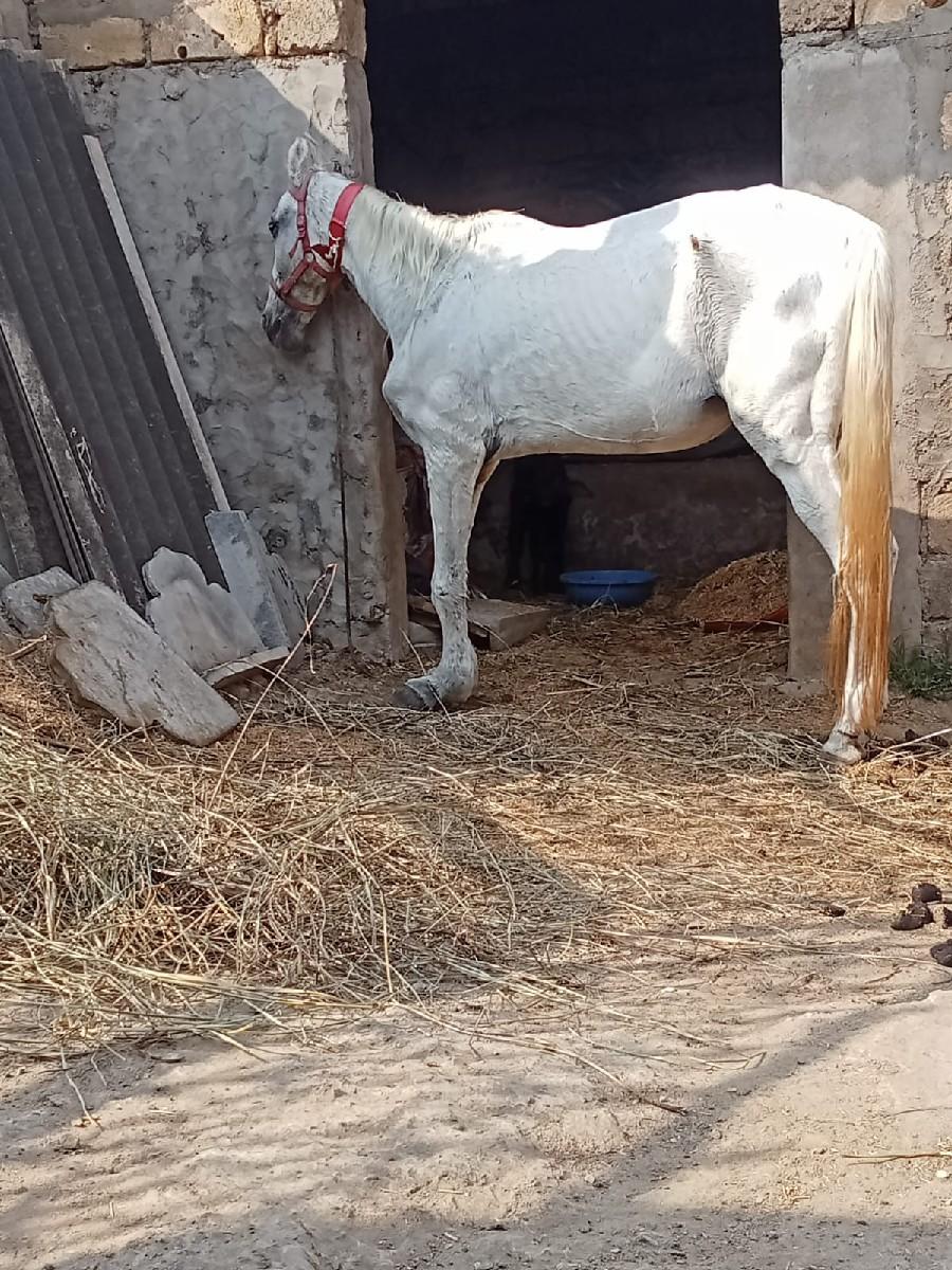 ઘોડી વેછવાની છે