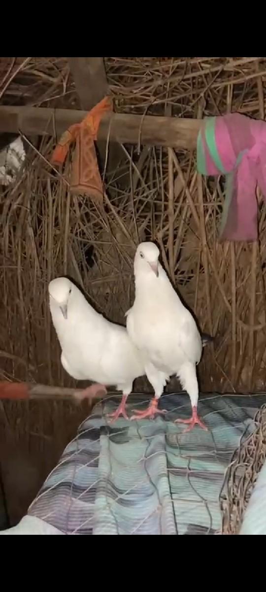 થંબનેલ 3