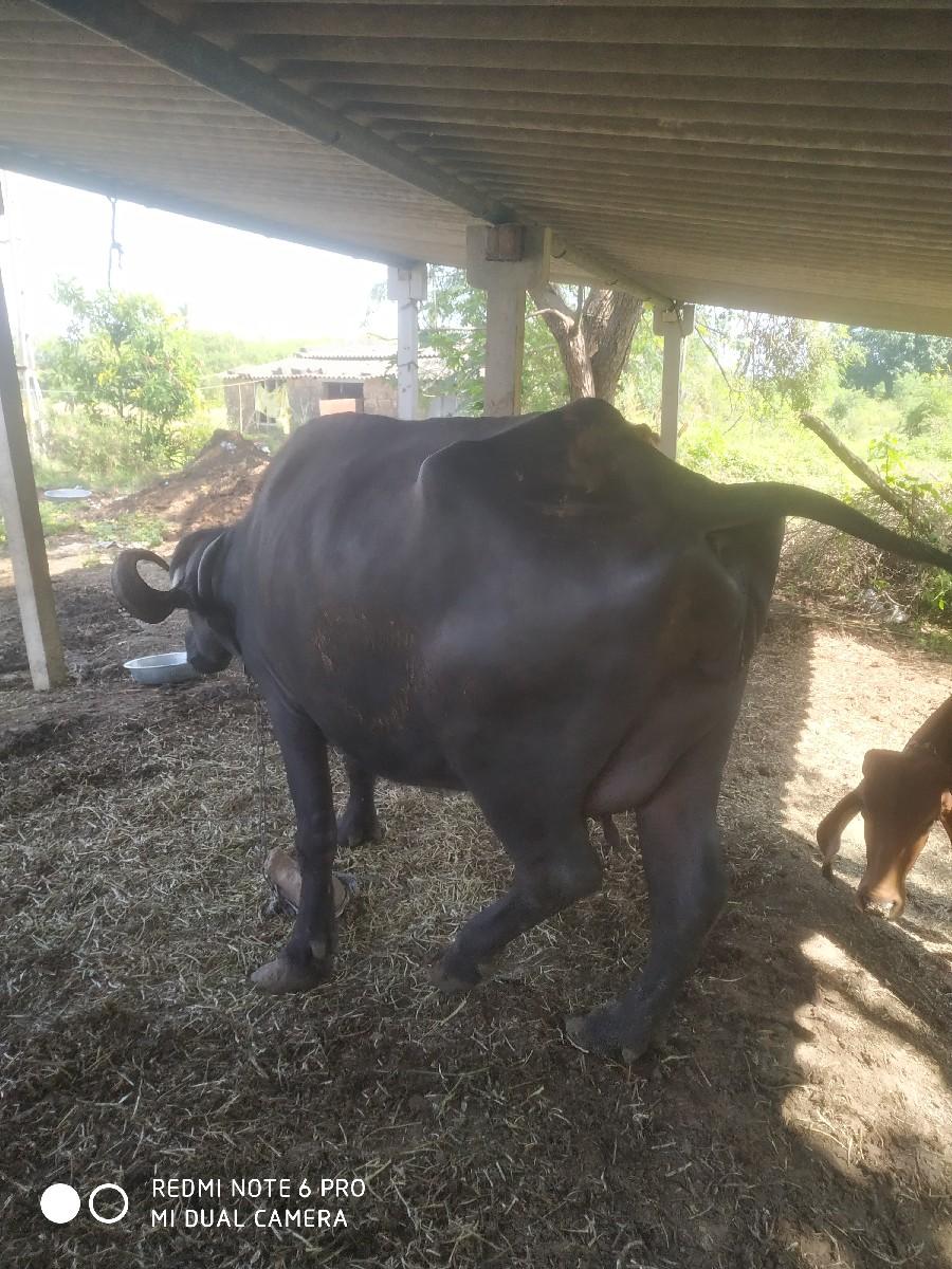 થંબનેલ 2