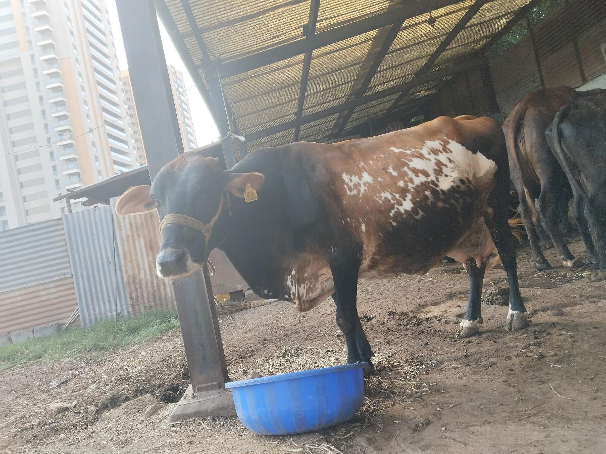 cross gay vechvani che