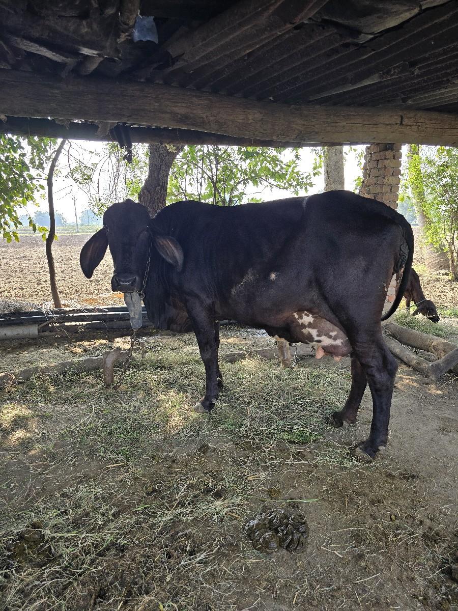 આ ગાય વેચવાની છે
