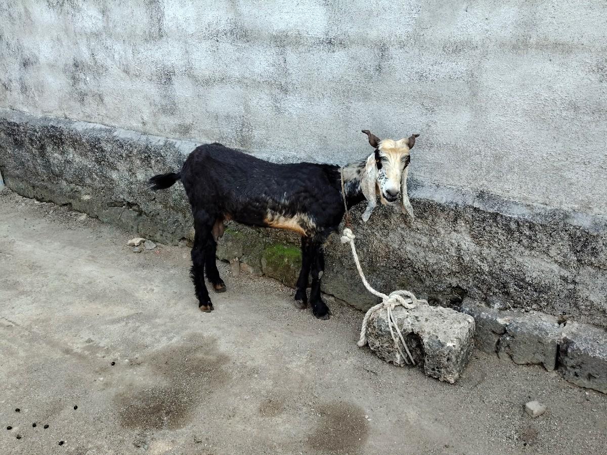 બકરી દેવાની છે ત્રણ ચાર વેતર છે