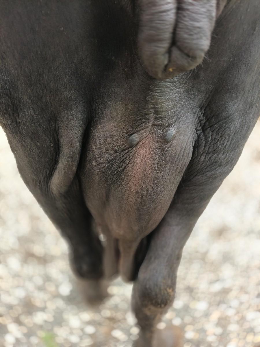 15દીવસ કાચી