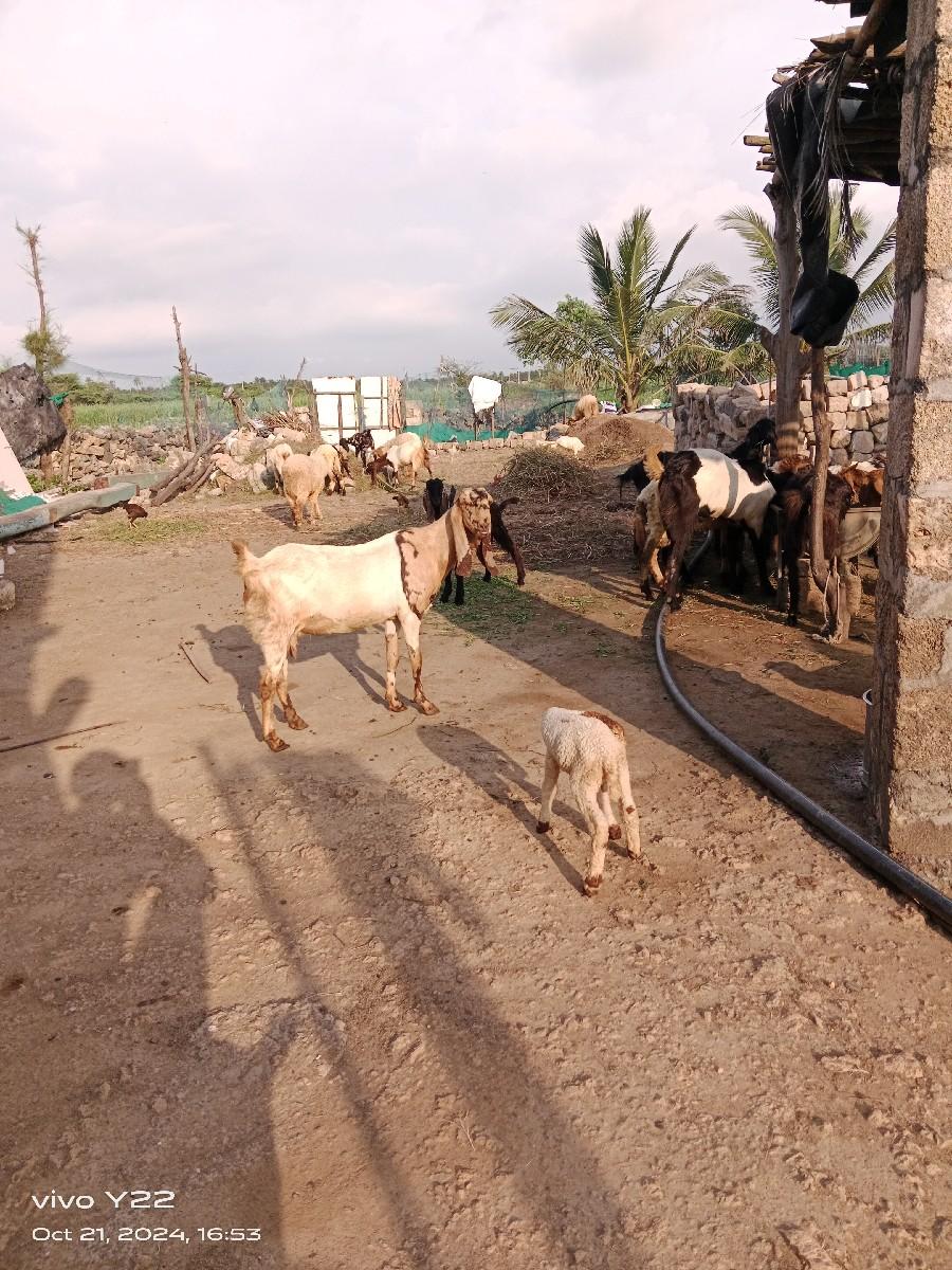 थंबनेल 3