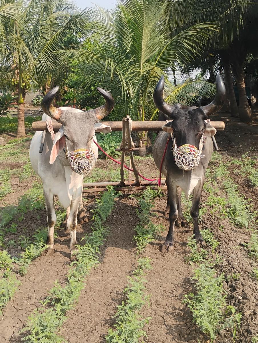 ગોધલા બળદ