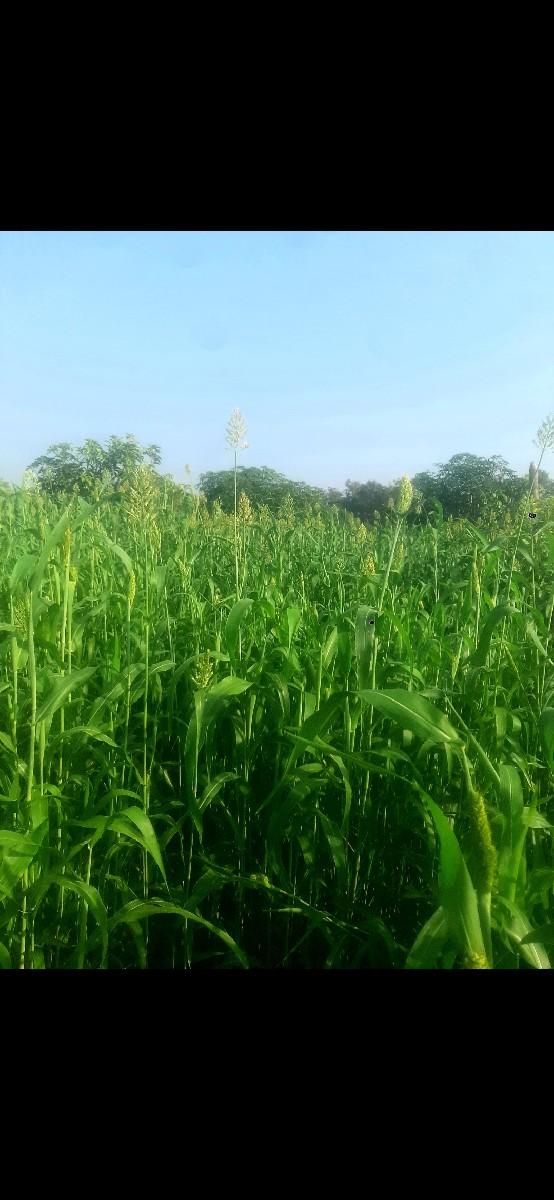 જુવાર લીલી