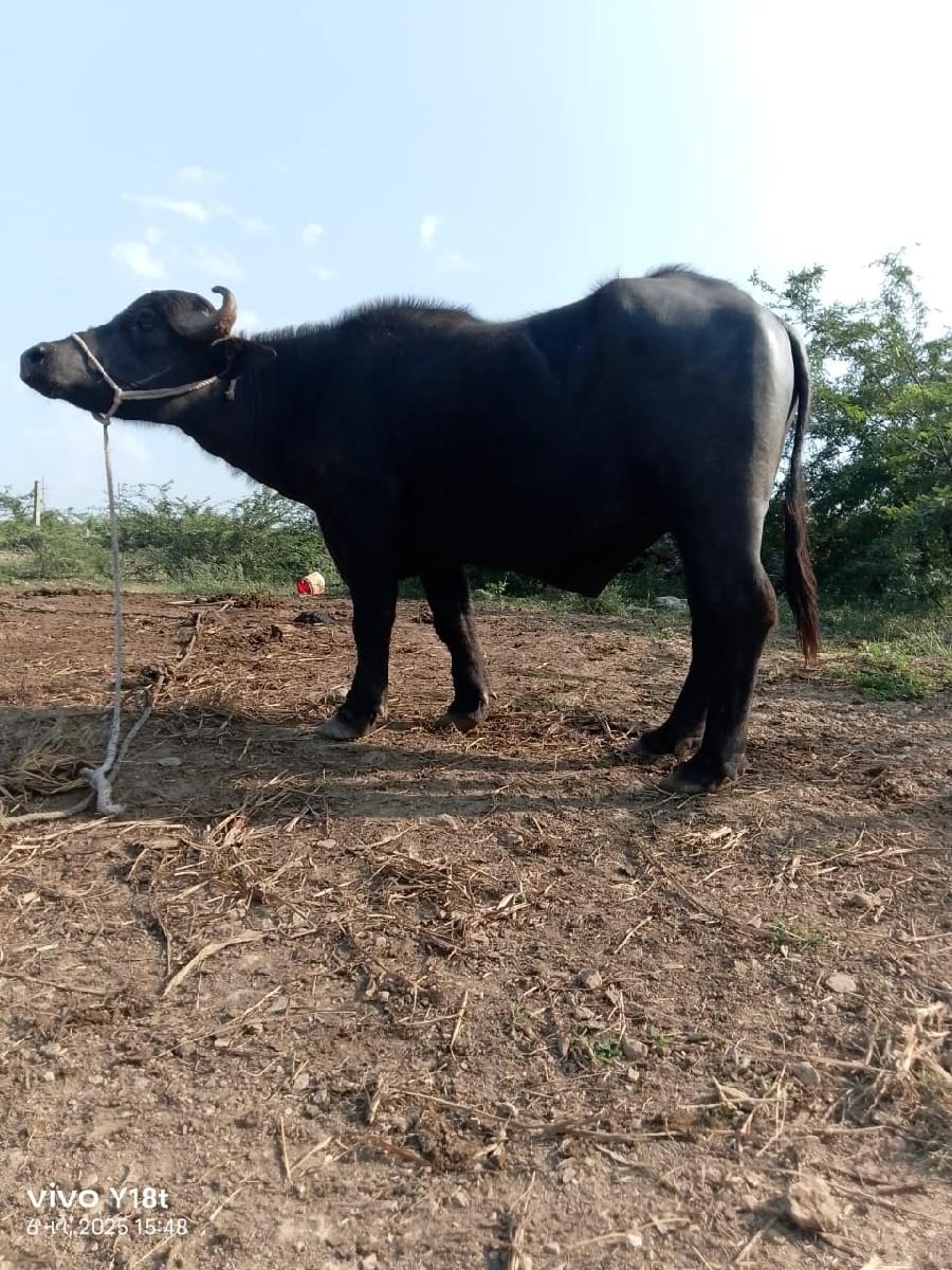 થંબનેલ 2