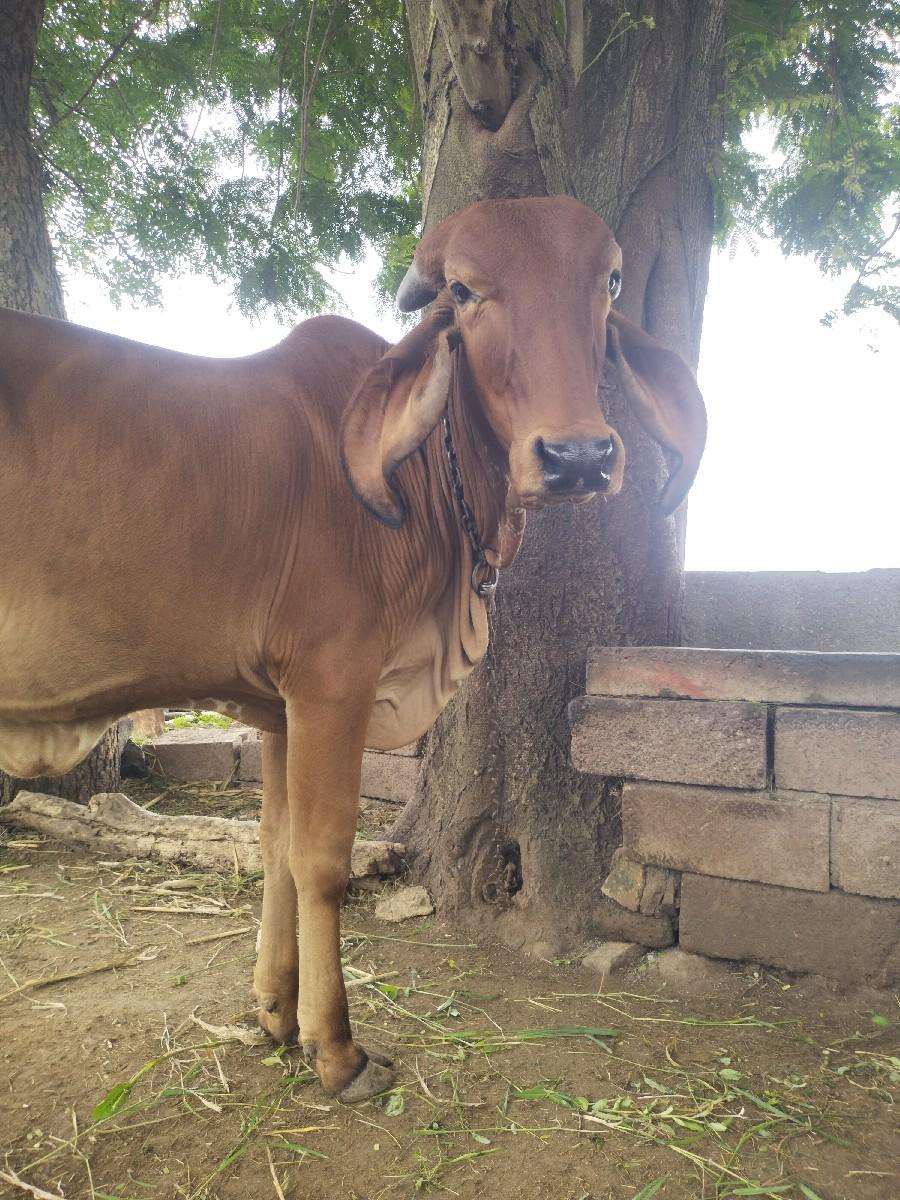 થંબનેલ 2