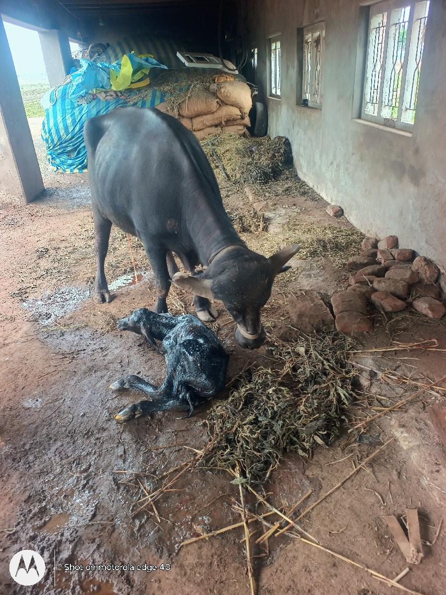 થંબનેલ 2