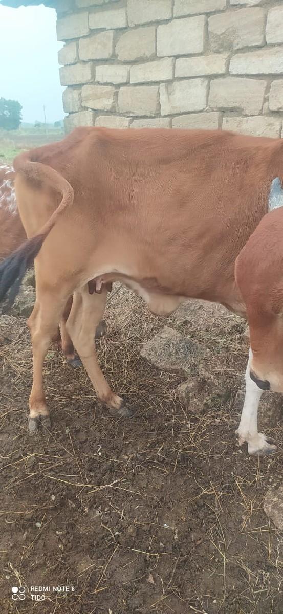 વેસવાનિસે