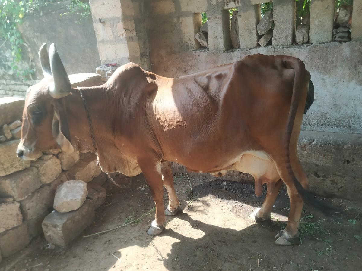 થંબનેલ 3