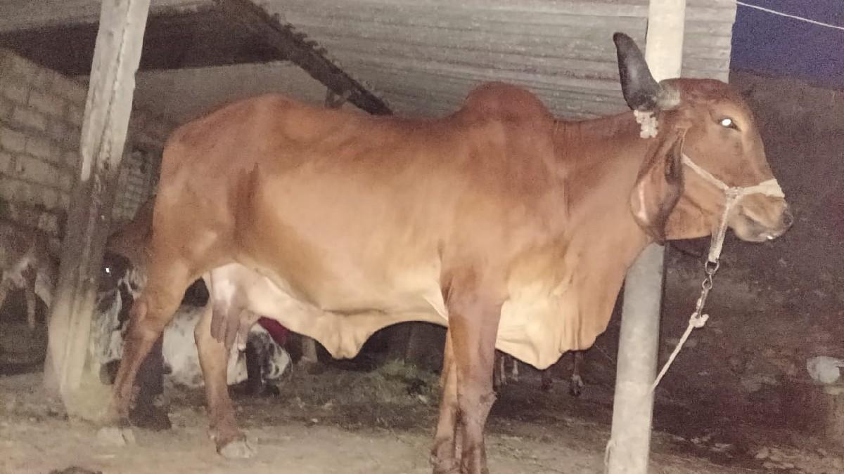 थंबनेल 3