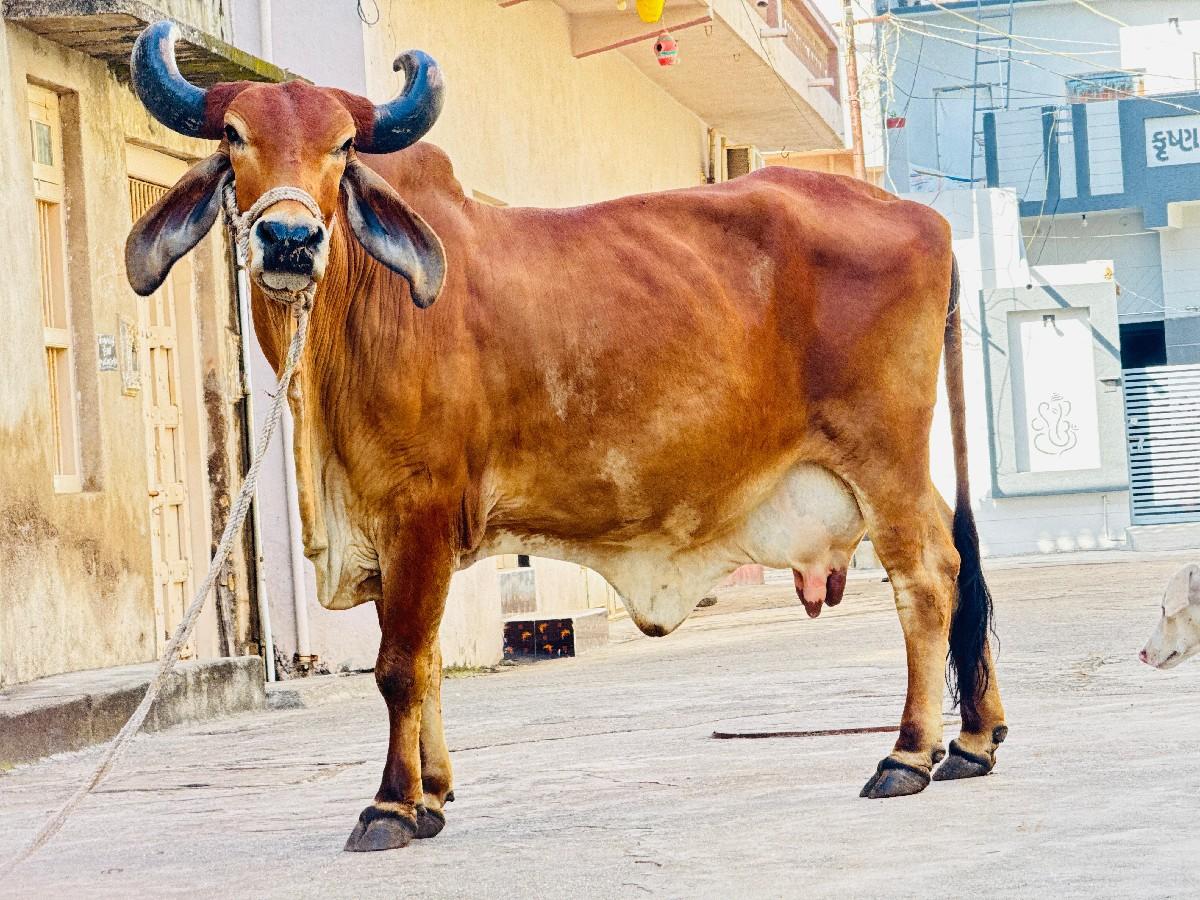 થંબનેલ 3