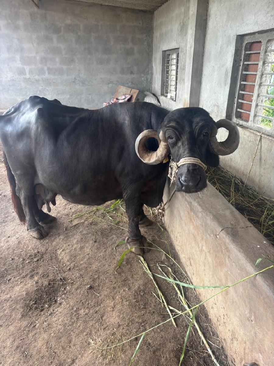 થંબનેલ 3