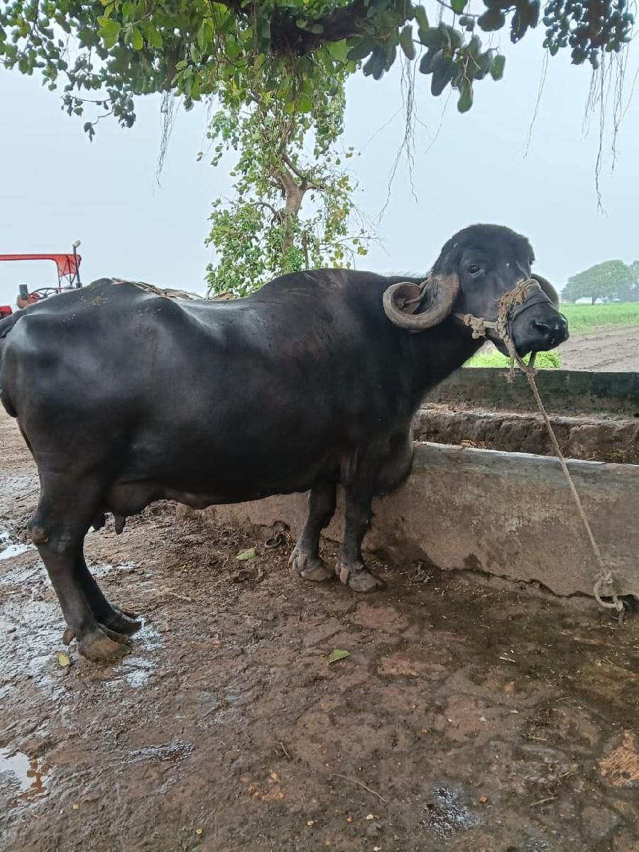 ભેંસ વેચવાની છે