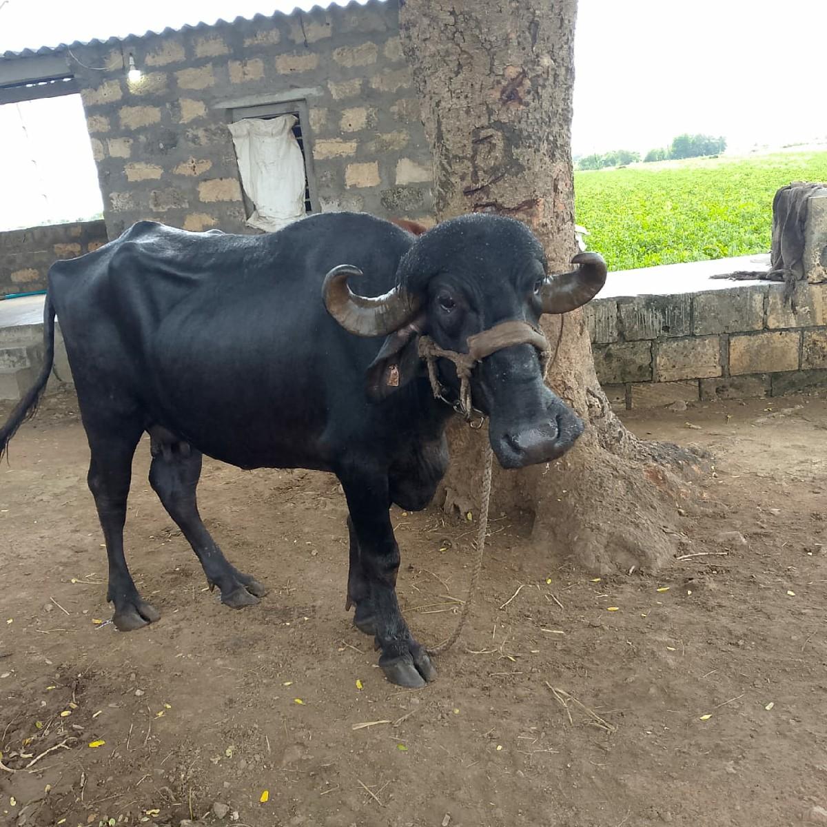 થંબનેલ 2