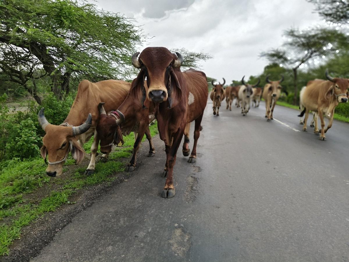 ખૂટ વેચવા નો સે ઓરીજનલ ગીર