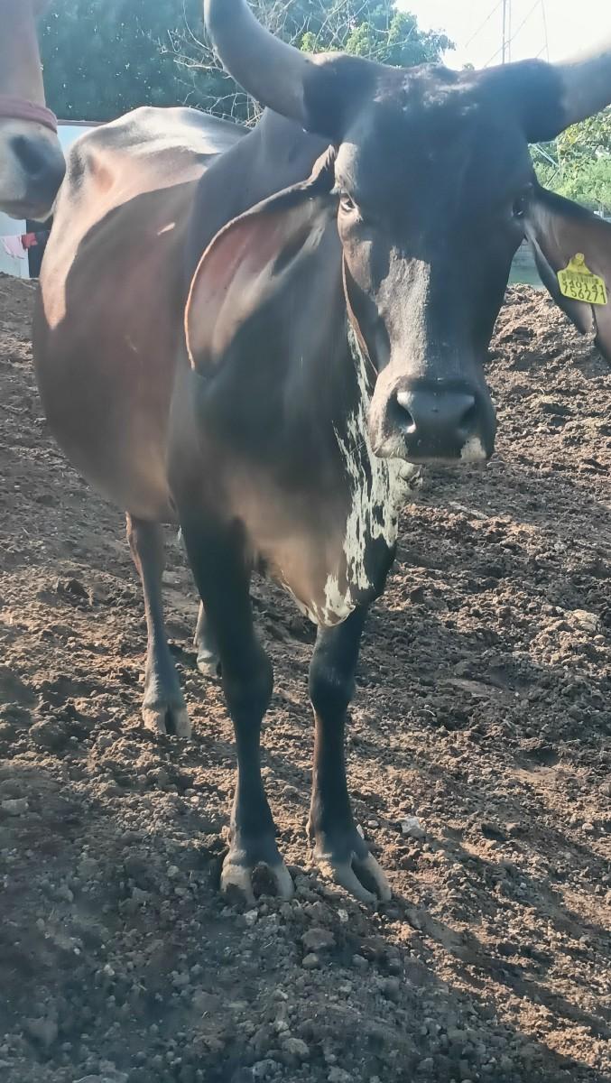 થંબનેલ 4