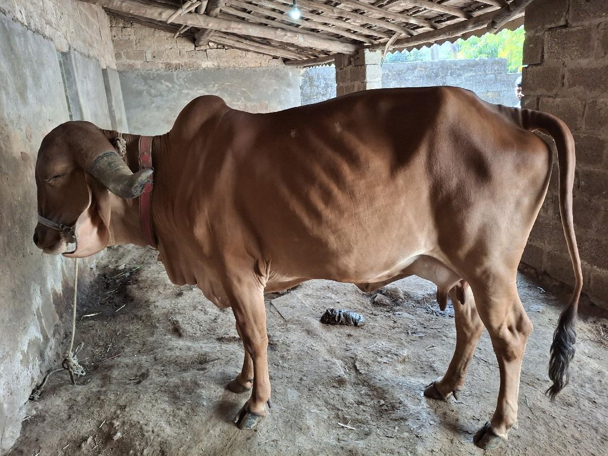 ગાય વેચવા નીસે