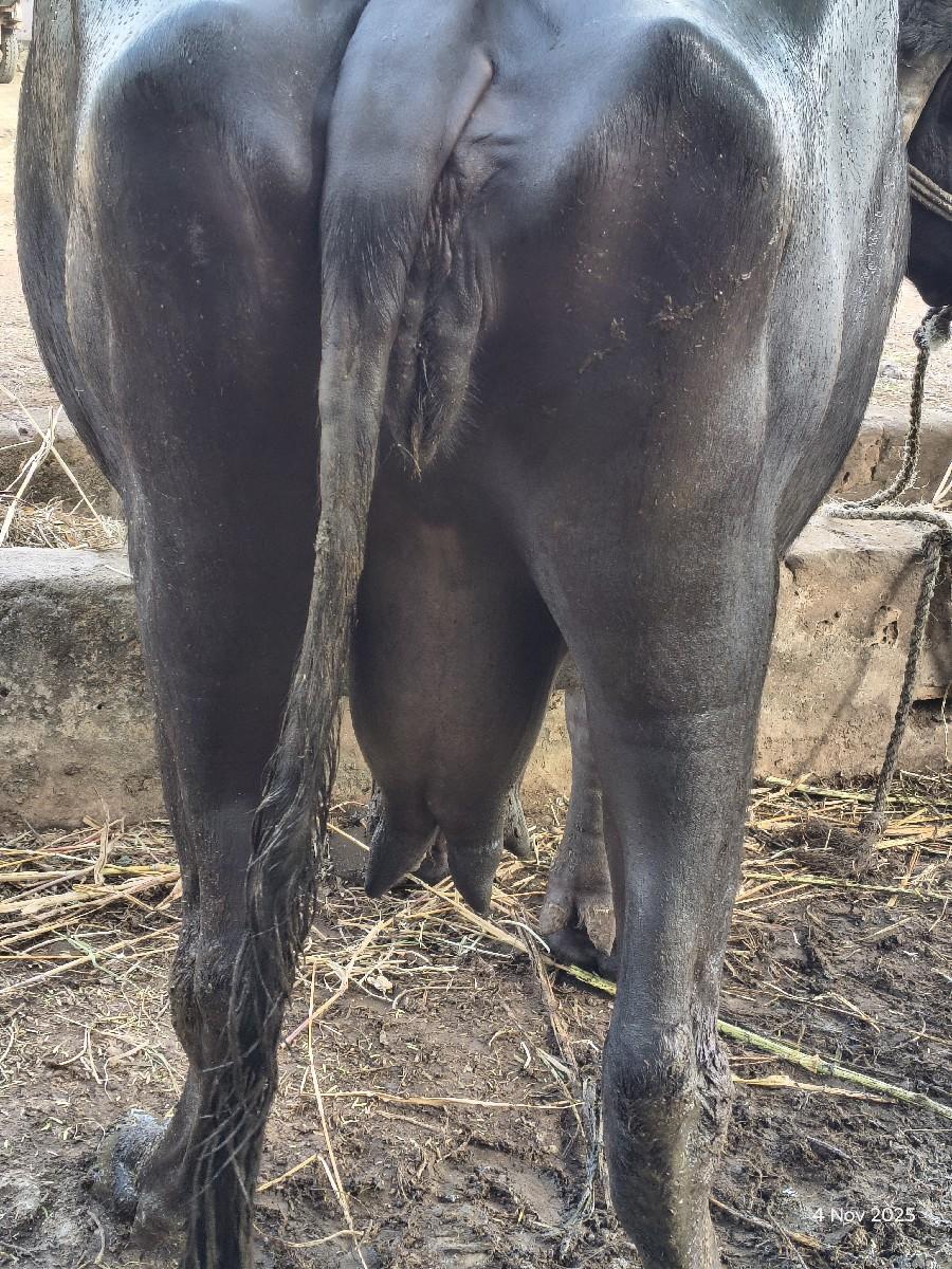 ભેંસ વેચવાની