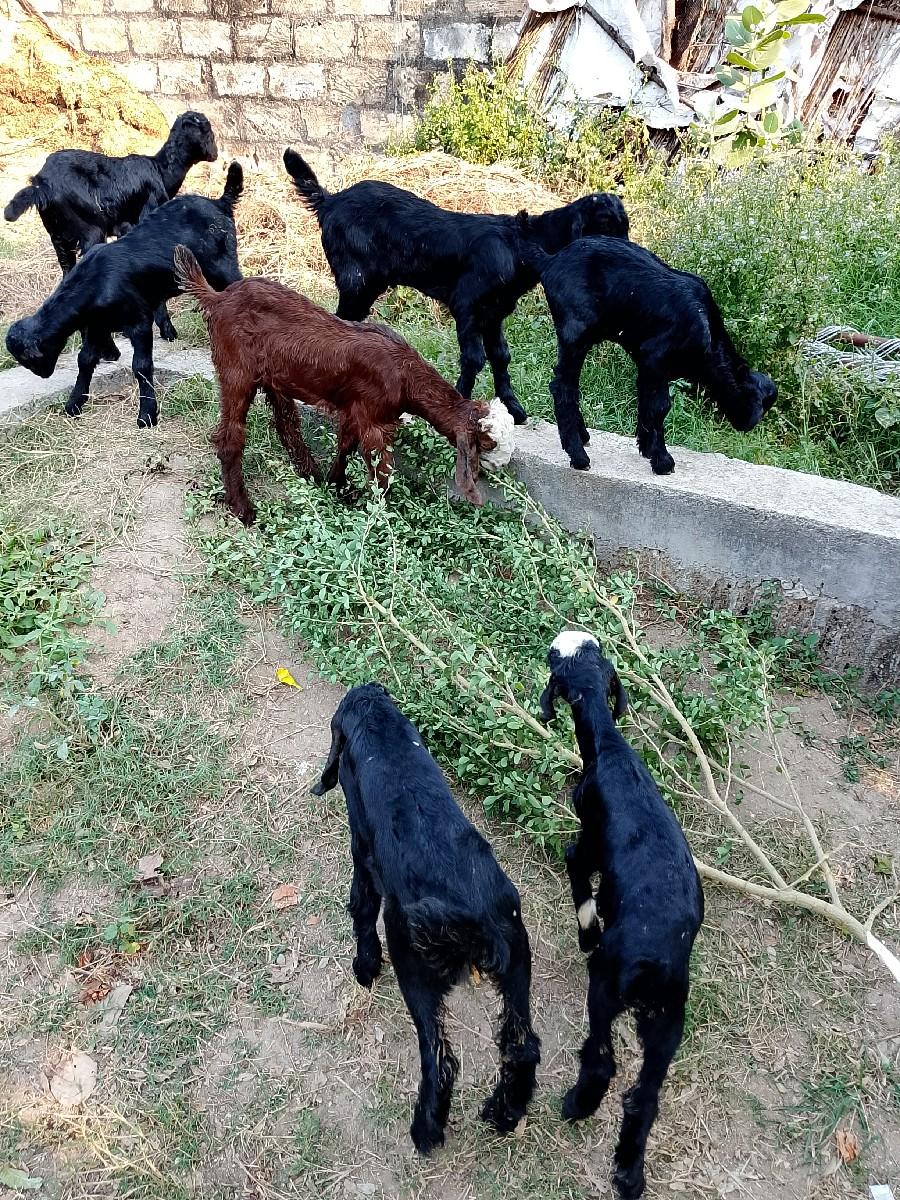 થંબનેલ 2