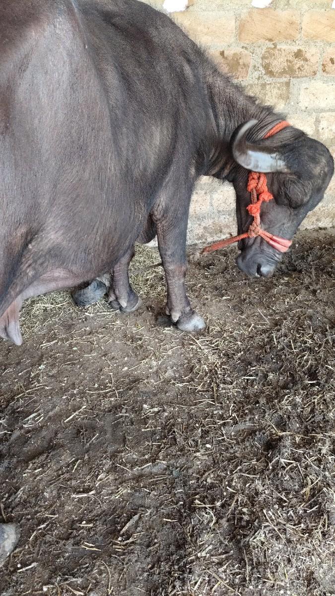 થંબનેલ 2