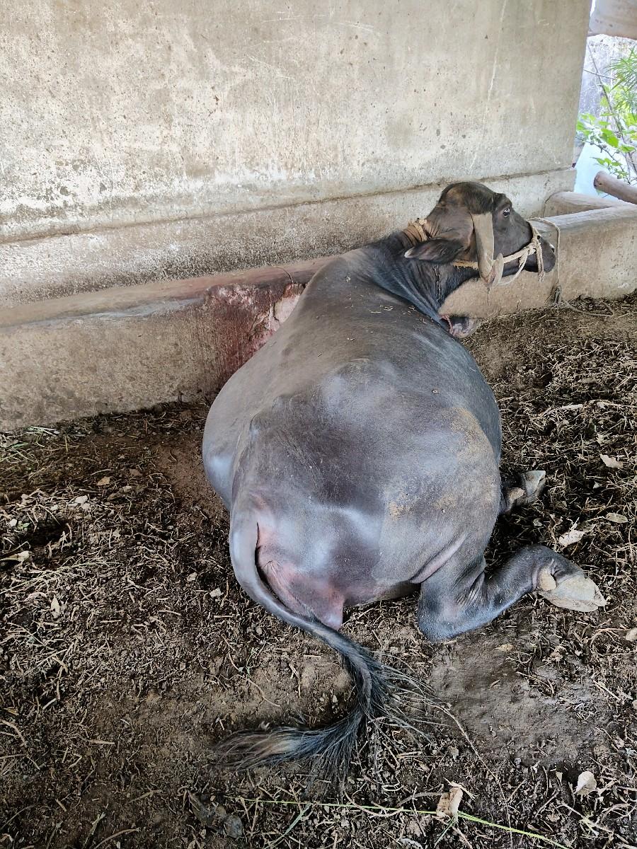 થંબનેલ 2