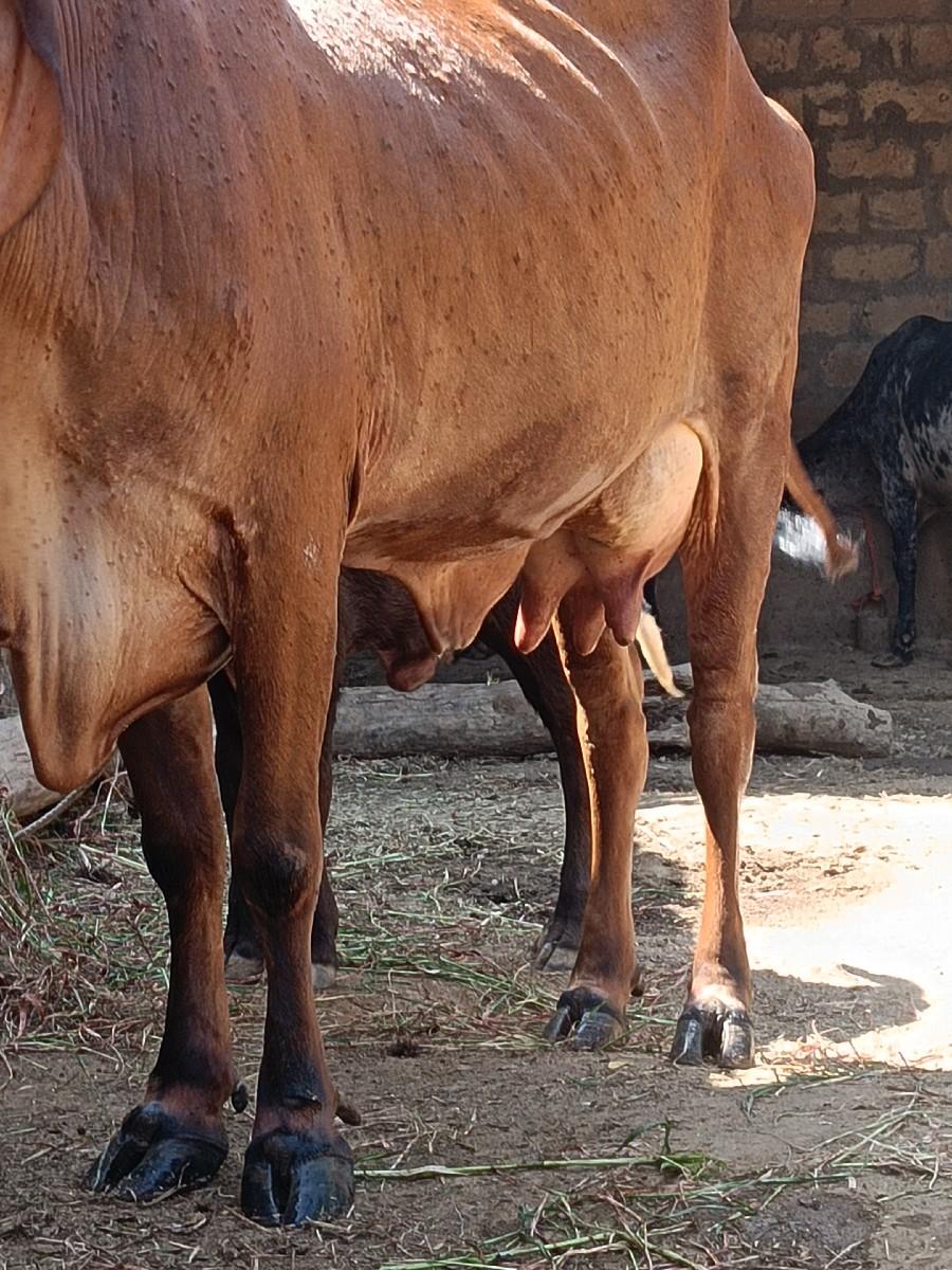 ગીર ઓડકી વેચવાની છે