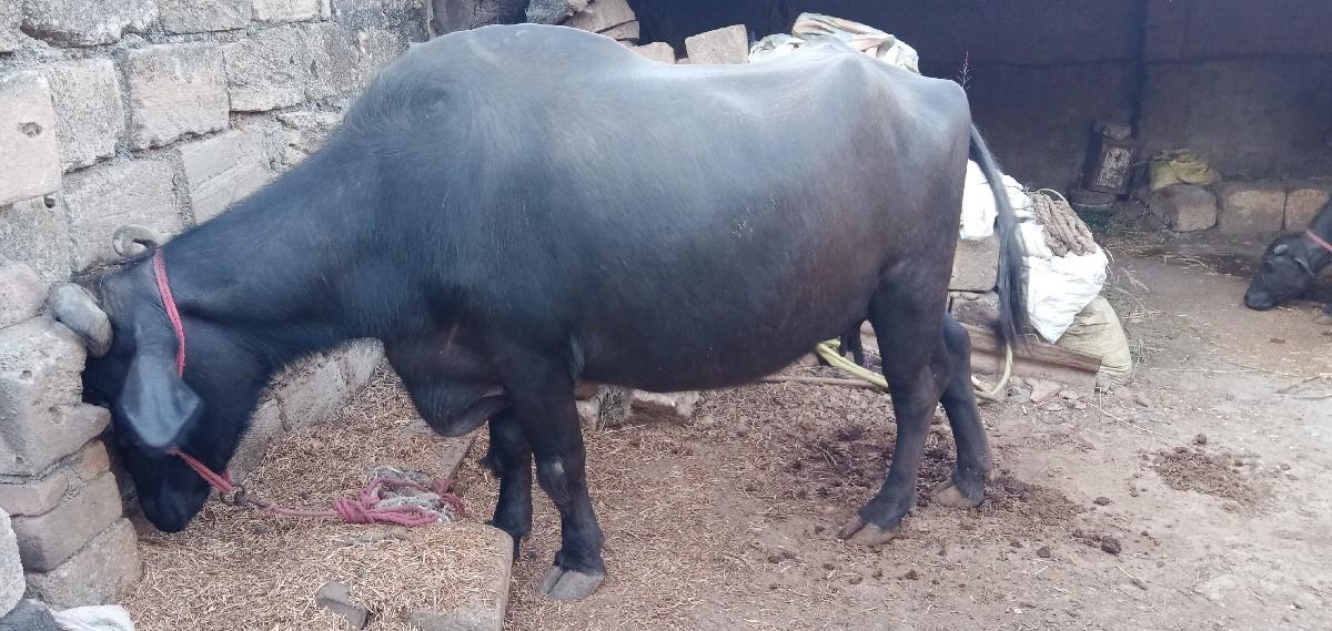 વેચવાની