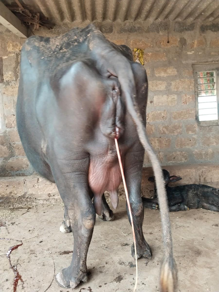 થંબનેલ 2