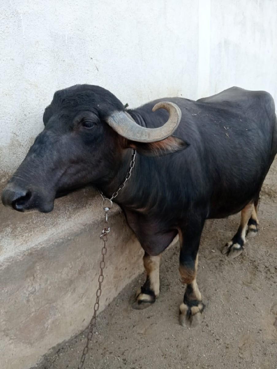 થંબનેલ 3