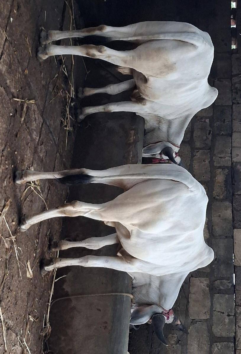 થંબનેલ 2