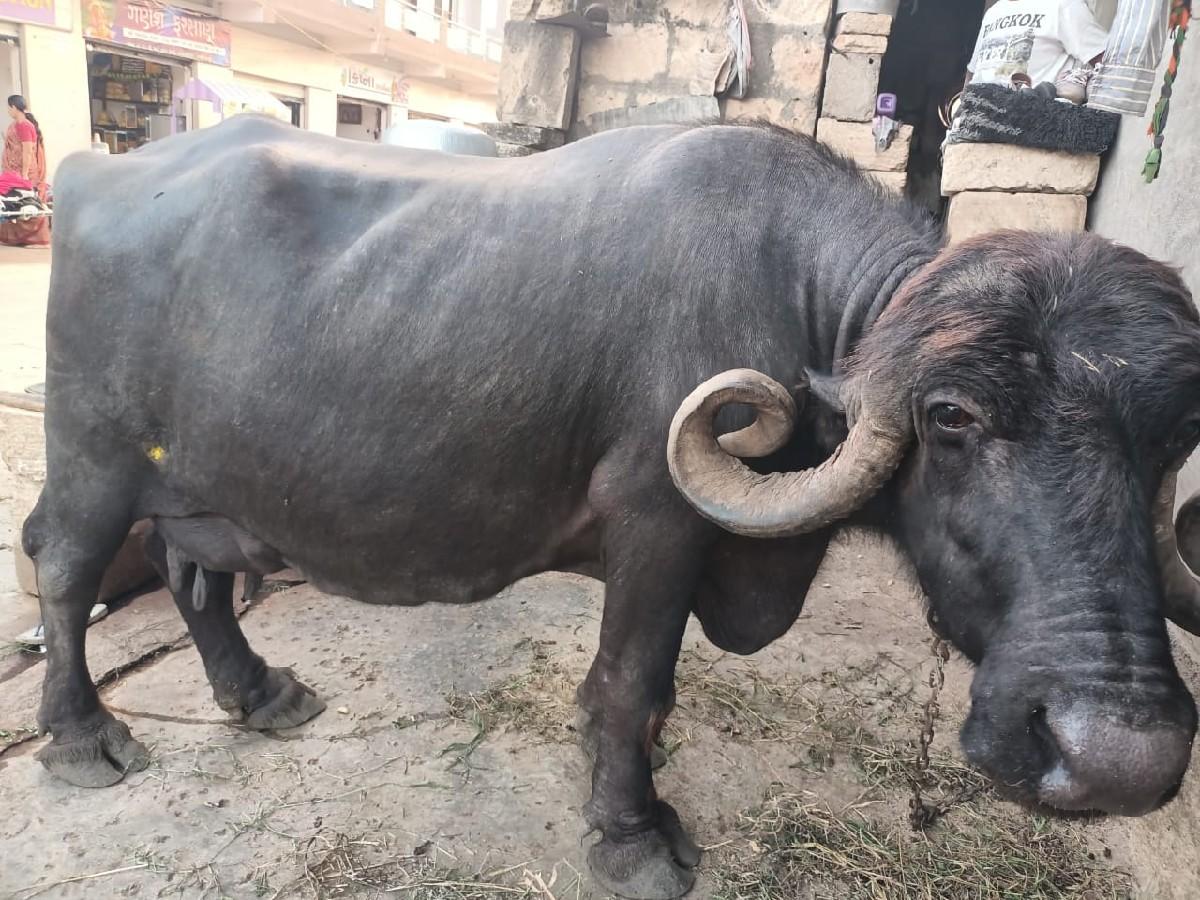 ભેંશ વેચવાની છે