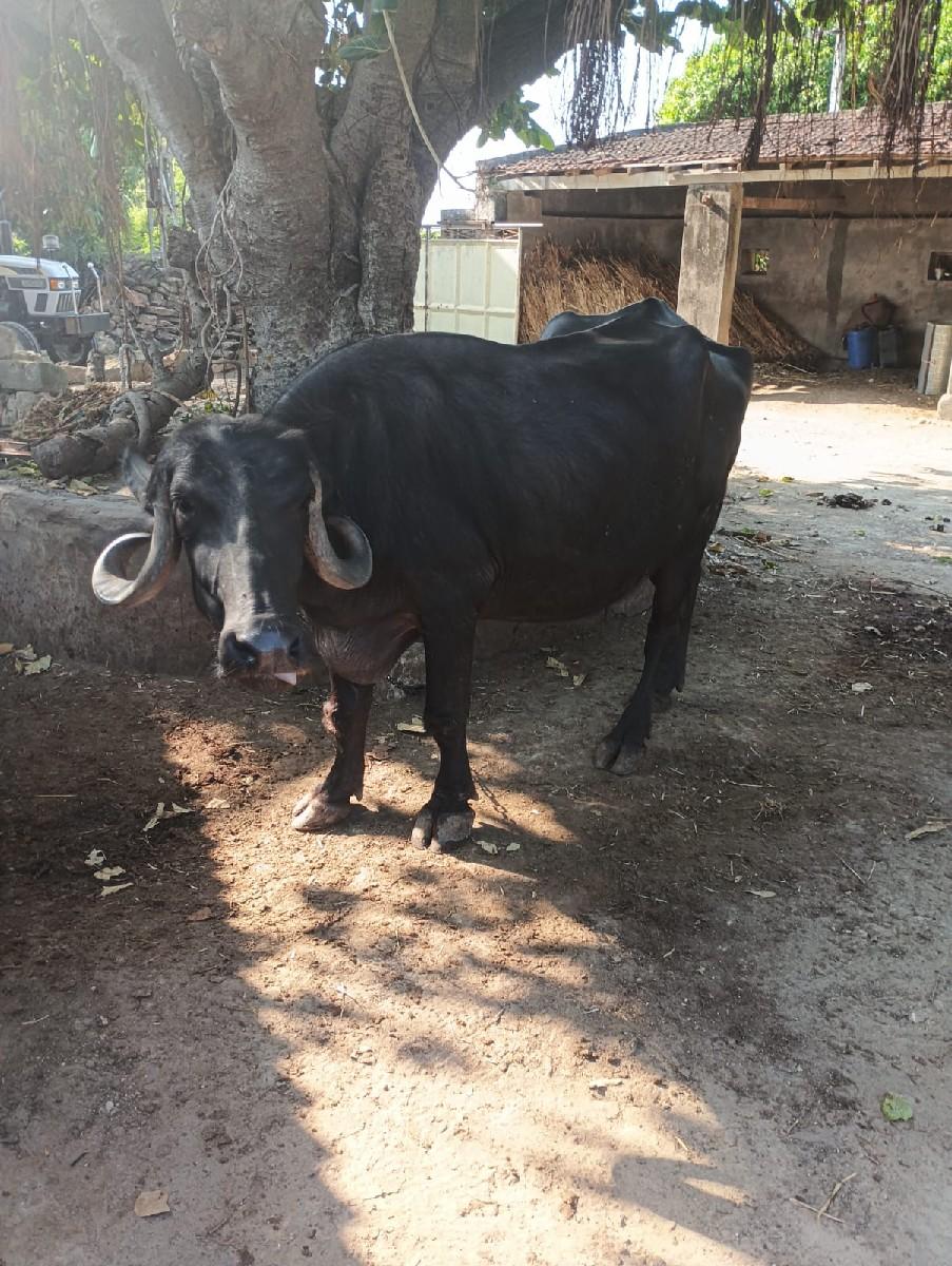 થંબનેલ 2